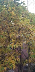 Magnolia salicifolia