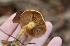 Pholiota malicola