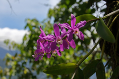 Cattleya harrisoniana