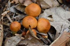 Pholiota malicola