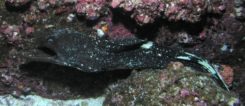 Photo of Green-spotted Moray (Gymnothorax dovii)