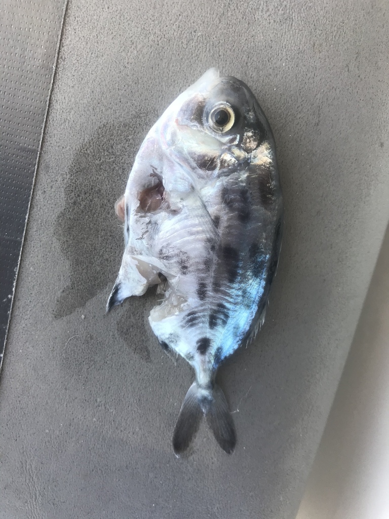 Silver Driftfish