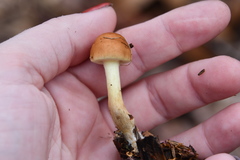 Pholiota malicola
