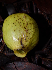 Hernandia guianensis