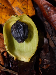 Hernandia guianensis