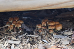 Pholiota malicola