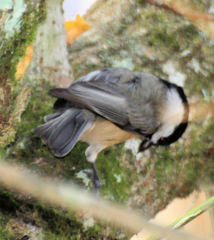 Poecile carolinensis