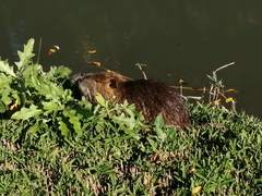 Myocastor coypus