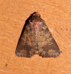 Condica cupentia