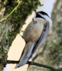 Poecile carolinensis