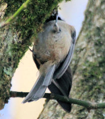 Poecile carolinensis