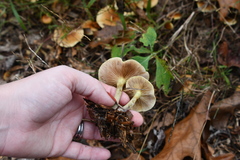 Pholiota malicola