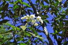 Solanum variabile