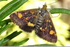 Pyrausta aurata