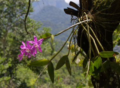 Cattleya harrisoniana