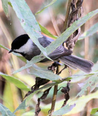 Poecile carolinensis