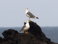 Larus michahellis atlantis