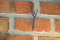 Hemidactylus mabouia