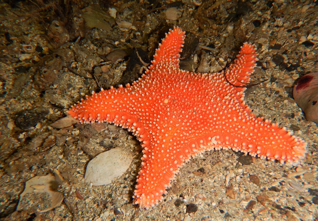Hippasteria phrygiana (North Atlantic Echinoderms) · iNaturalist