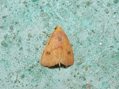Rivula inconspicua