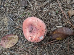 Russula paludosa