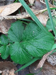 Geum