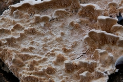 Steccherinum bourdotii