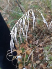 Bromus inermis