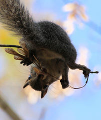 Sciurus carolinensis