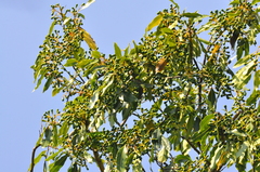 Ocotea puberula