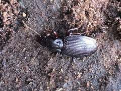 Gastrellarius honestus