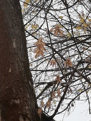 Acer negundo