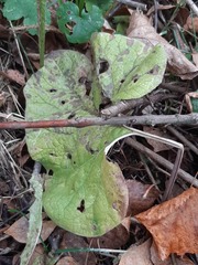 Arctium