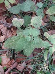 Urtica dioica