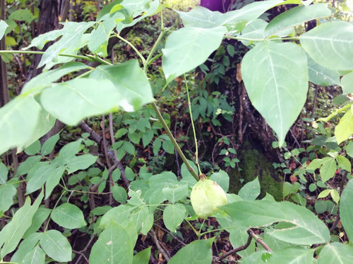 Klokoč perovitý (Staphylea pinnata)