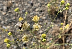 Hymenothrix loomisii