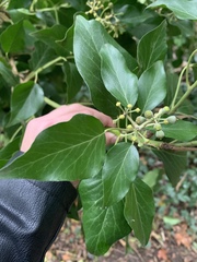 Hedera helix