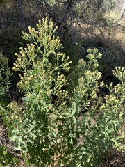 Brickellia floribunda
