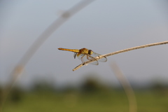 Crocothemis servilia