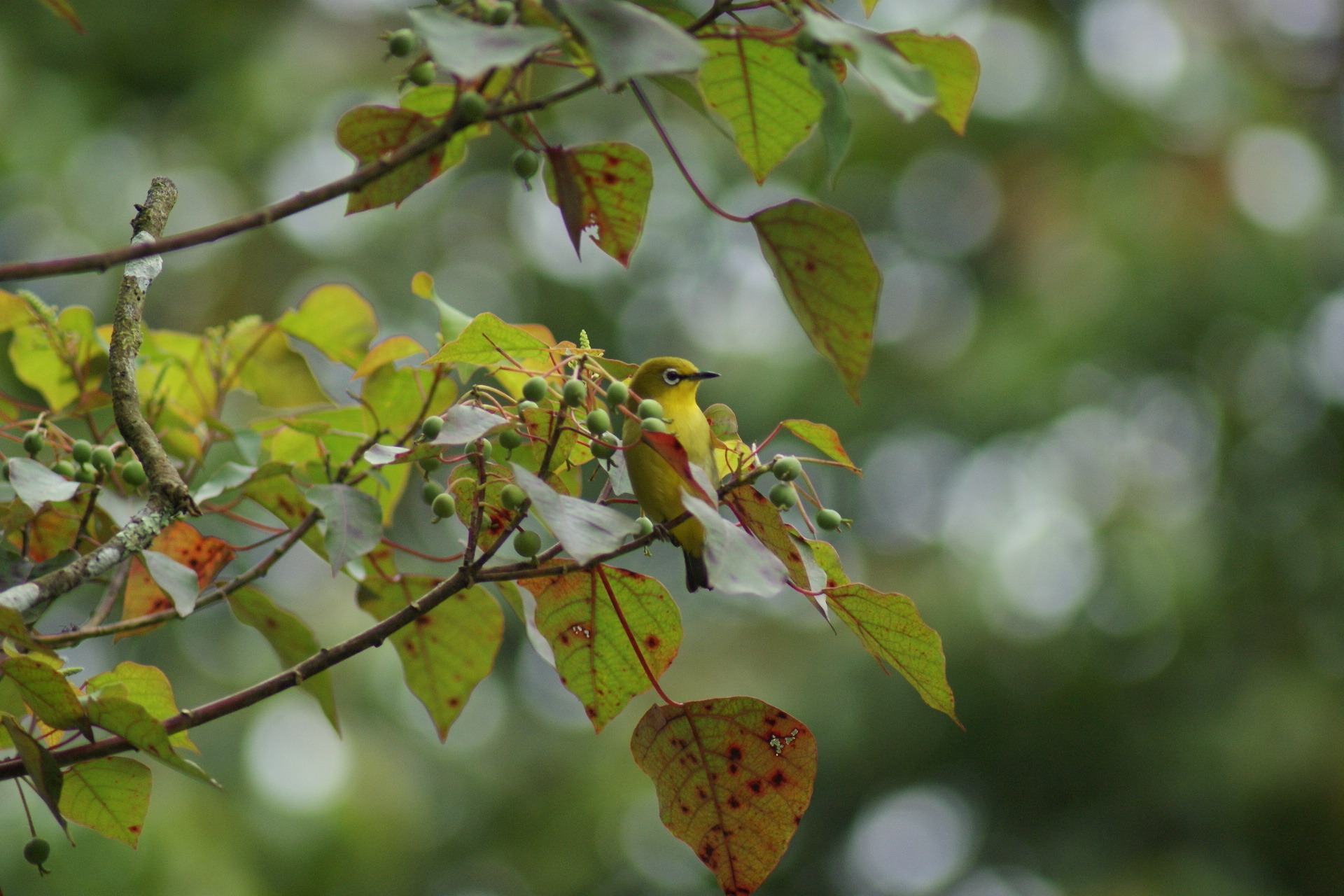 Sangkar White-eye illustration