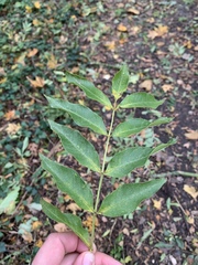 Fraxinus excelsior