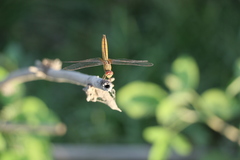 Crocothemis servilia