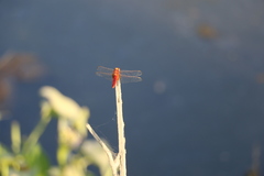 Crocothemis servilia