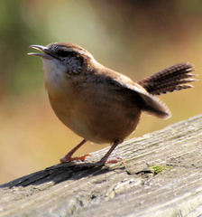 Thryothorus ludovicianus