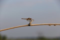 Crocothemis servilia