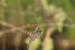 Crocothemis servilia