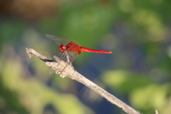 Crocothemis servilia