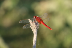 Crocothemis servilia
