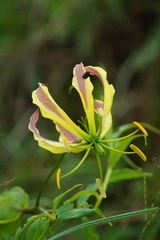 Gloriosa superba