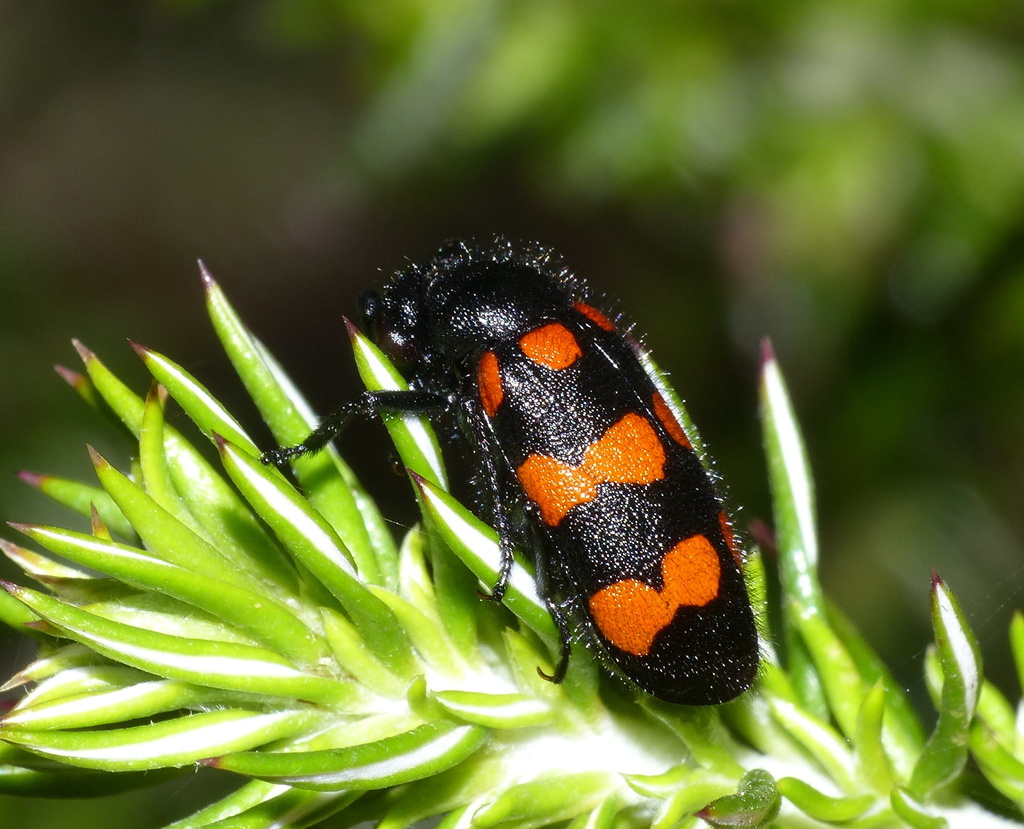 Actenodia guttata